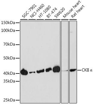 Anti-Casein Kinase 2 alpha (CSNK2A1)