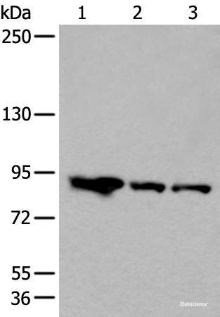 Anti-VPS35