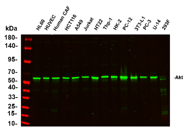 Anti-Recombinant Akt (pan), clone 3G10