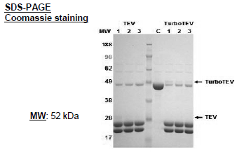 TurboTEV Protease