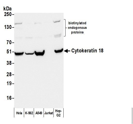 Anti-Mouse IgG1 cross-adsorbed, Biotin conjugated