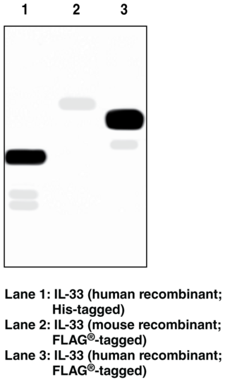 Anti-Interleukin-33 (Clone IL33026B)