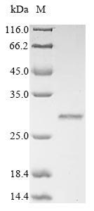 Gremlin-1 (Grem1), rat, recombinant