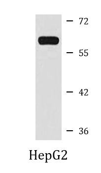 Anti-STK4