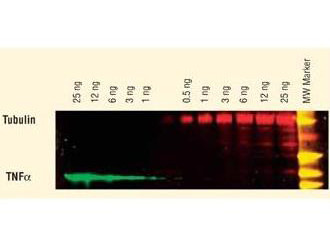 Anti-Human IgM (mu chain), DyLight 649 conjugated