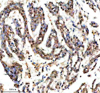 Anti-SHP2 / PTPN11, clone GBO-16