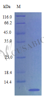 CXC chemokine RTCK1 protein (Ppbp), partial (Active), rat, recombinant