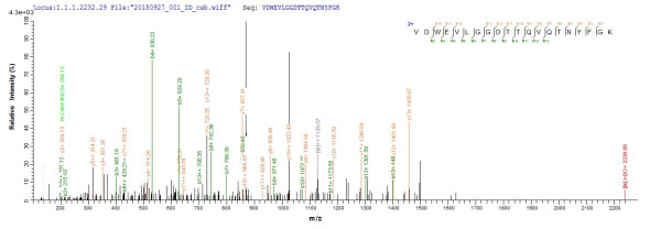 Probable glycosidase crf1 (crf1), partial, Neosartorya fumigata, recombinant