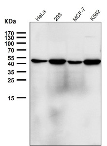 Anti-NFE2 / Nuclear factor erythroid 2, clone 31N33