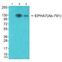 Anti-EPHA7 (Ab-791)