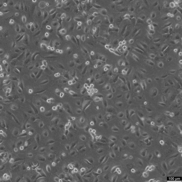 LCLC-103H Cells