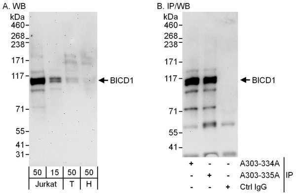 Anti-BICD1