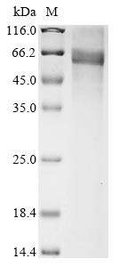 Leucine-rich repeat-containing G-protein coupled receptor 5 (LGR5), partial, human, recombinant