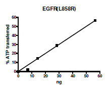 EGFR (L858R), active human recombinant protein