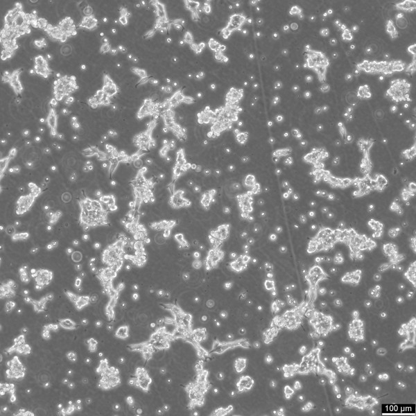 HEK293A Cells
