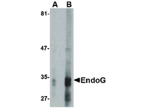 Anti-EndoG, clone [7G1C10]