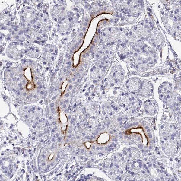 Anti-OPRPN