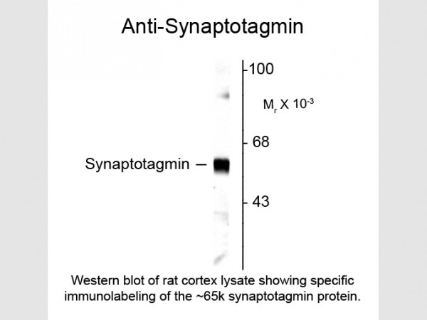 Anti-Synaptotagmin 1