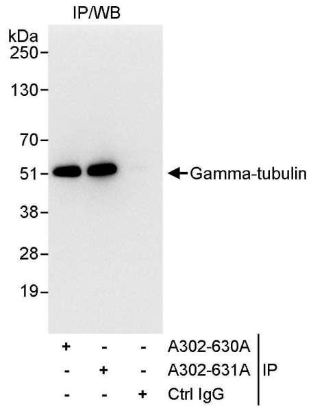 Anti-Gamma-Tubulin