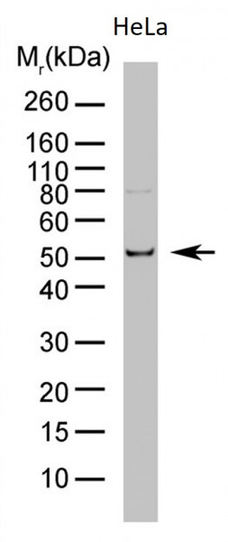 Anti-alpha Tubulin (HRP), clone YL1/2