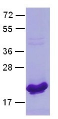 Rab5 Q79L mutant (Member RAS oncogene family, RAB5A), human, recombinant full length, His6-tag [E. c