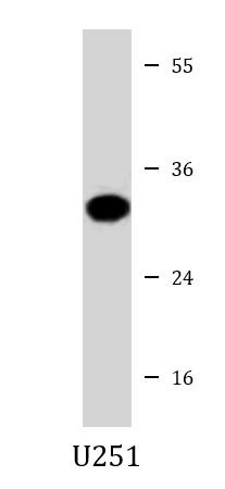 Anti-ASB9