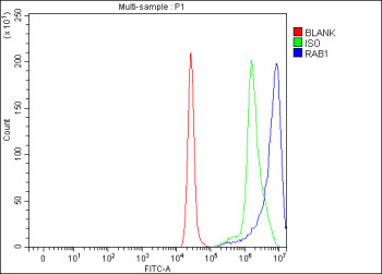 Anti-RAB1A / Ras-related protein Rab-1A