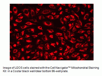 Cell Navigator(TM) Mitochondrial Staining Kit *Red Fluorescence*