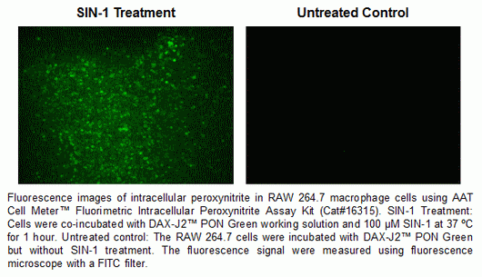 Cell Meter(TM) Fluorimetric Intracellular Peroxynitrite Assay Kit *Green Fluorescence*
