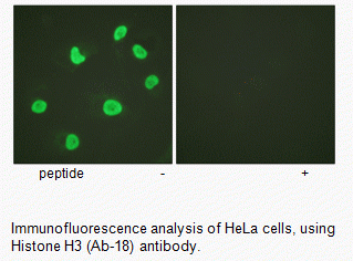 Anti-Histone H3 (Ab-18)