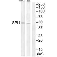 Anti-SPI1