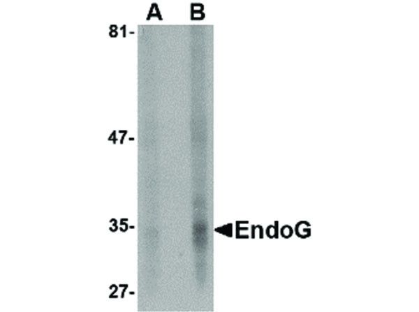 Anti-EndoG, clone [7F2G10]