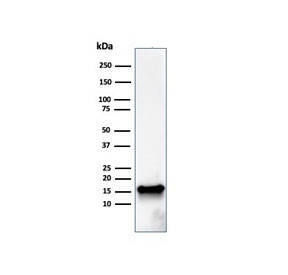 Anti-FABP5 (epidermal), clone FABP5/3750