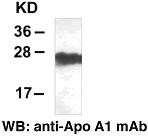 Anti-Apolipoprotein A1, monoclonal