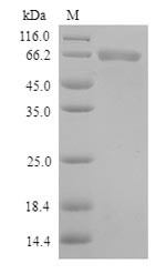 Toll-like receptor 1 (TLR1), partial, human, recombinant