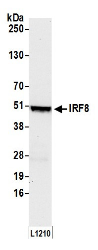 Anti-IRF8