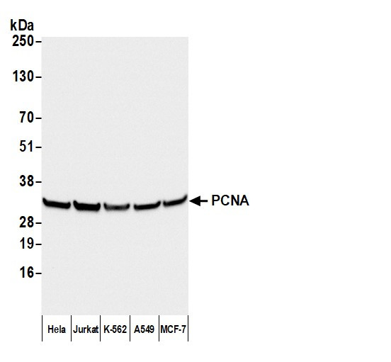 Anti-Mouse IgG-Fc Fragment cross-adsorbed, HRP conjugated