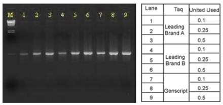 Taq DNA Polymerase, concentrated