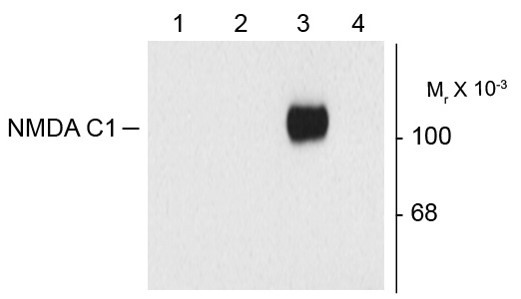 Anti-NDMAR1, Splice Variant C1