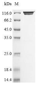 Beta-galactosidase (lacZ), Biotinylated, Escherichia coli, recombinant