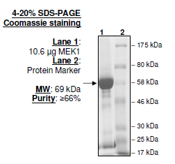 MEK1, inactive human recombinant protein, GST-tag