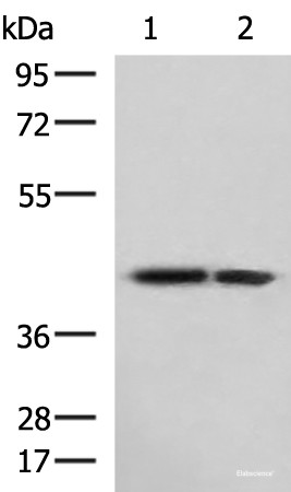 Anti-ATP6V1C1