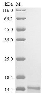 Alpha-2-macroglobulin receptor-associated protein (Lrpap1), partial, mouse, recombinant