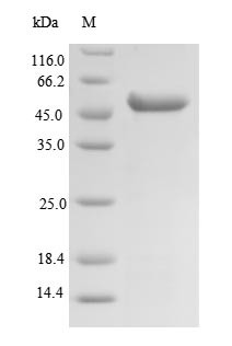 Succinyl-CoA ligase [GDP-forming] subunit beta, mitochondrial (SUCLG2),partial, human, recombinant