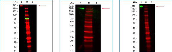 Rockland-Fluorescent-TrueBlot