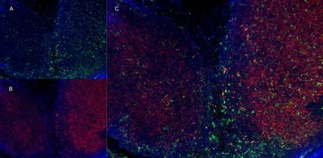 Anti-CD11b, clone M1/70