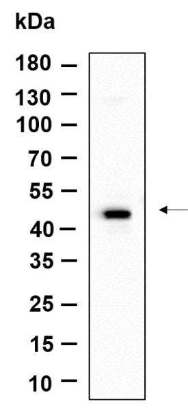 Anti-Recombinant GPR182, clone 3G4