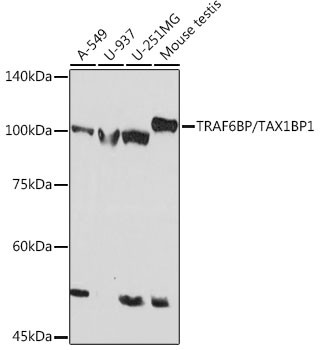 Anti-TRAF6BP/TAX1BP1