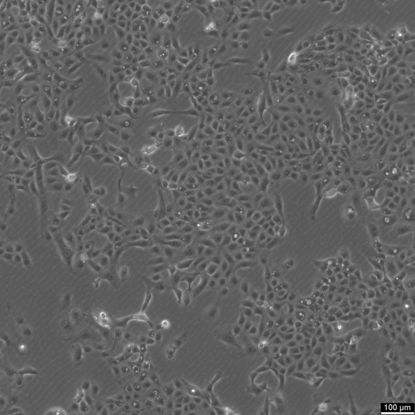 BGM Cells