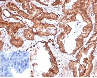 Anti-CD47 / IAP (Integrin Associated Protein), recombinant antibody, clone rCD47/6365